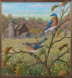 Bluebird Harmony By Terry Doughty